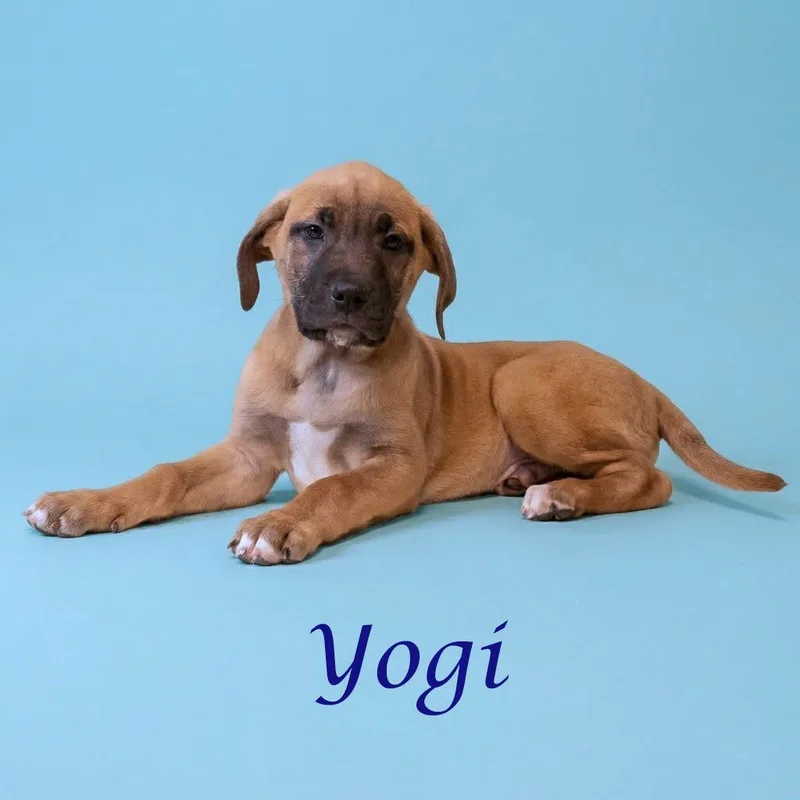 Yogi D