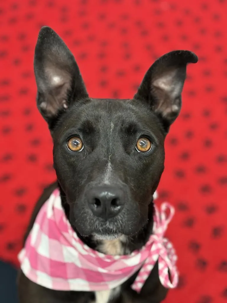 An adult medium-sized female Shepherd dog named Moundie for adoption in Detroit, MI