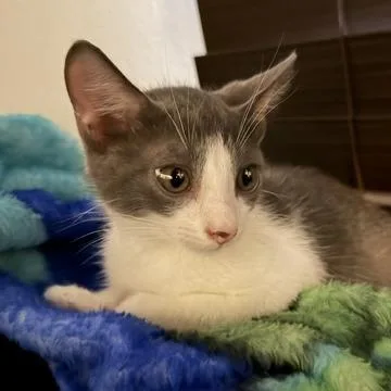 A baby small-sized male Gray / Blue / Silver Domestic Short Hair cat named Chandler Bing for adoption in Los Angeles, CA