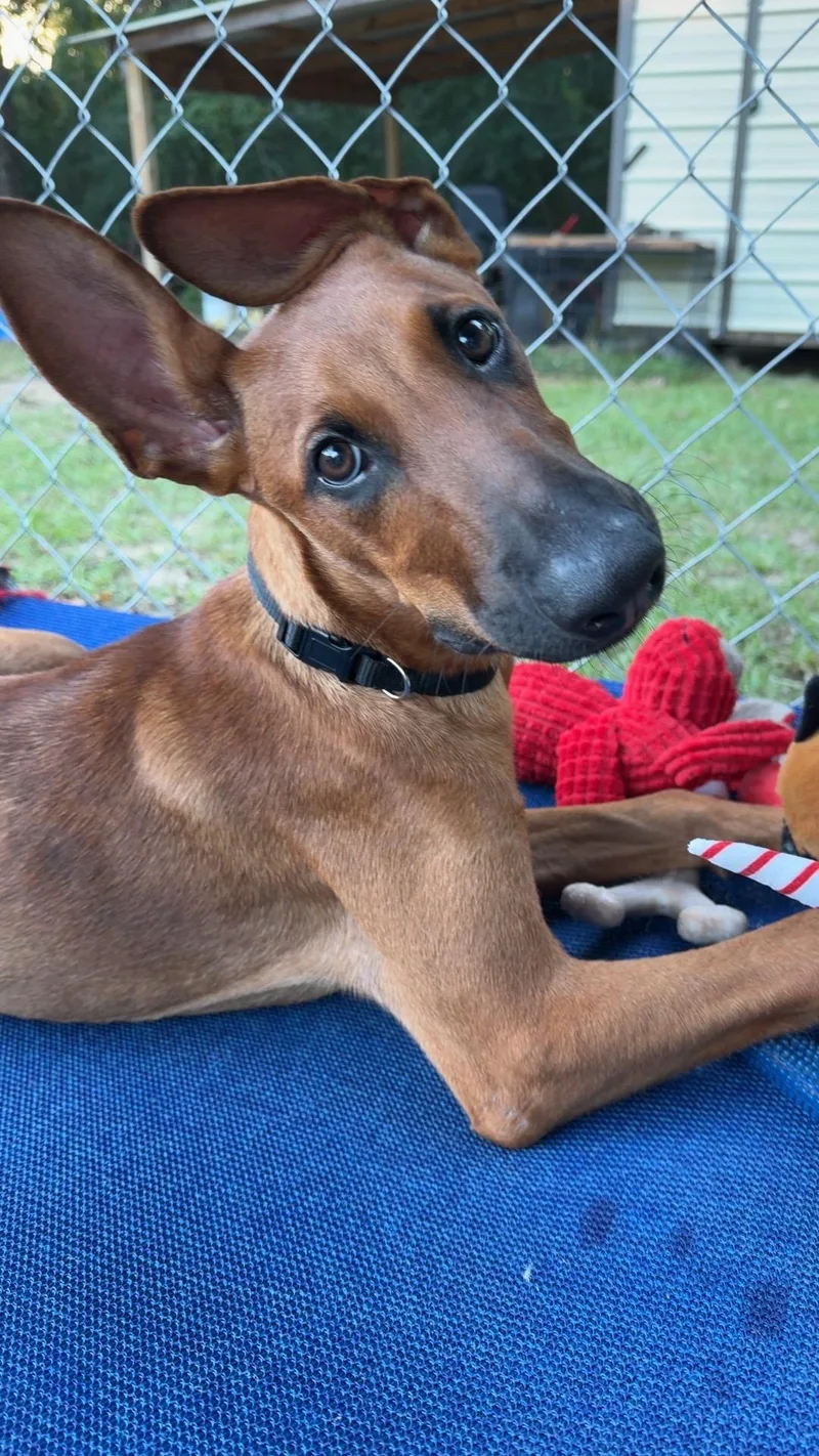 A young large-sized male Red / Chestnut / Orange Belgian Shepherd / Malinois dog named Rocco for adoption in Ruston, LA