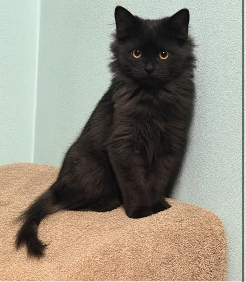 A baby small-sized male Black Domestic Short Hair cat named Cyclone for adoption in Elyria, OH