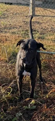A young medium-sized male Labrador Retriever dog named Jason for adoption in Camden, TN