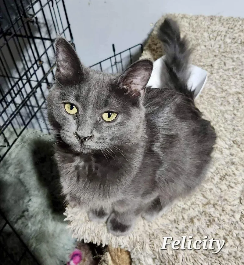 Felicity thumbnail 3