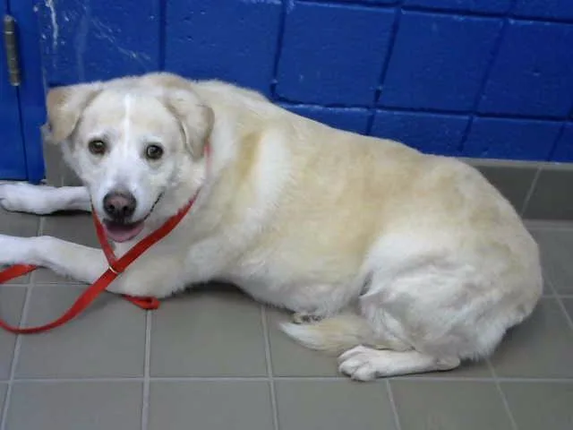 An adult medium-sized male Labrador Retriever dog named Forest for adoption in Albuquerque, NM