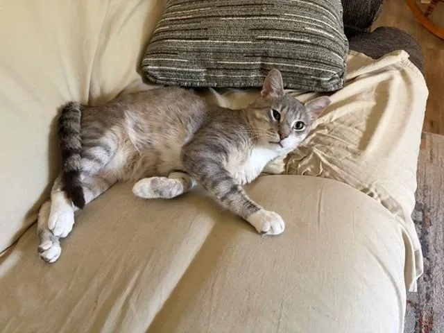 An adult medium-sized male Domestic Short Hair cat named Cheesesteak for adoption in Lancaster, PA