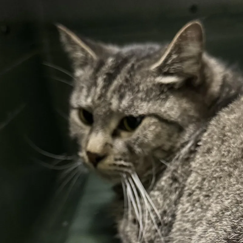 Lily Pad thumbnail 2