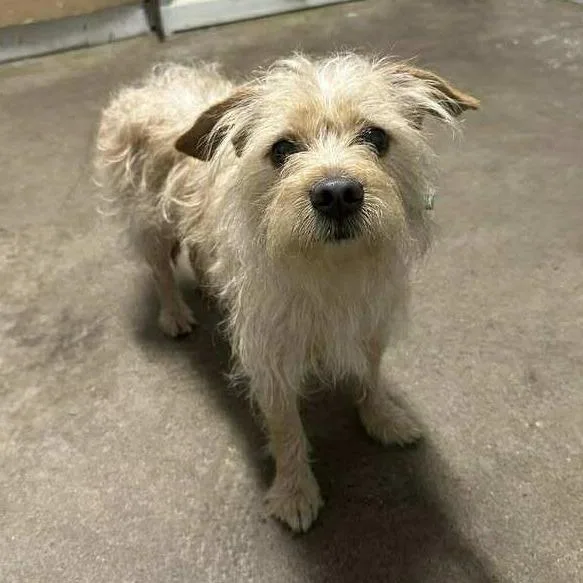 An adult medium-sized male Yellow / Tan / Blond / Fawn Terrier dog named Elijah for adoption in Anahuac, TX
