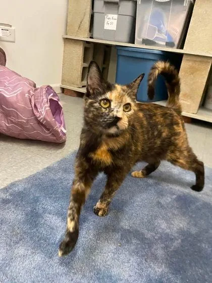A baby large-sized female Domestic Short Hair cat named Hanna for adoption in Hobart, IN