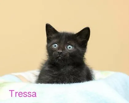 A baby small-sized female Domestic Medium Hair cat named Tressa for adoption in Parma, OH
