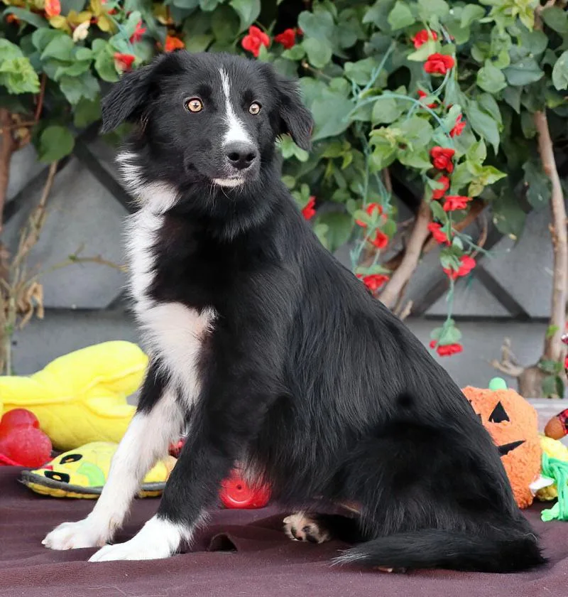 A baby medium-sized female Black Border Collie dog named Madison von Mistelgau for adoption in Los Angeles, CA