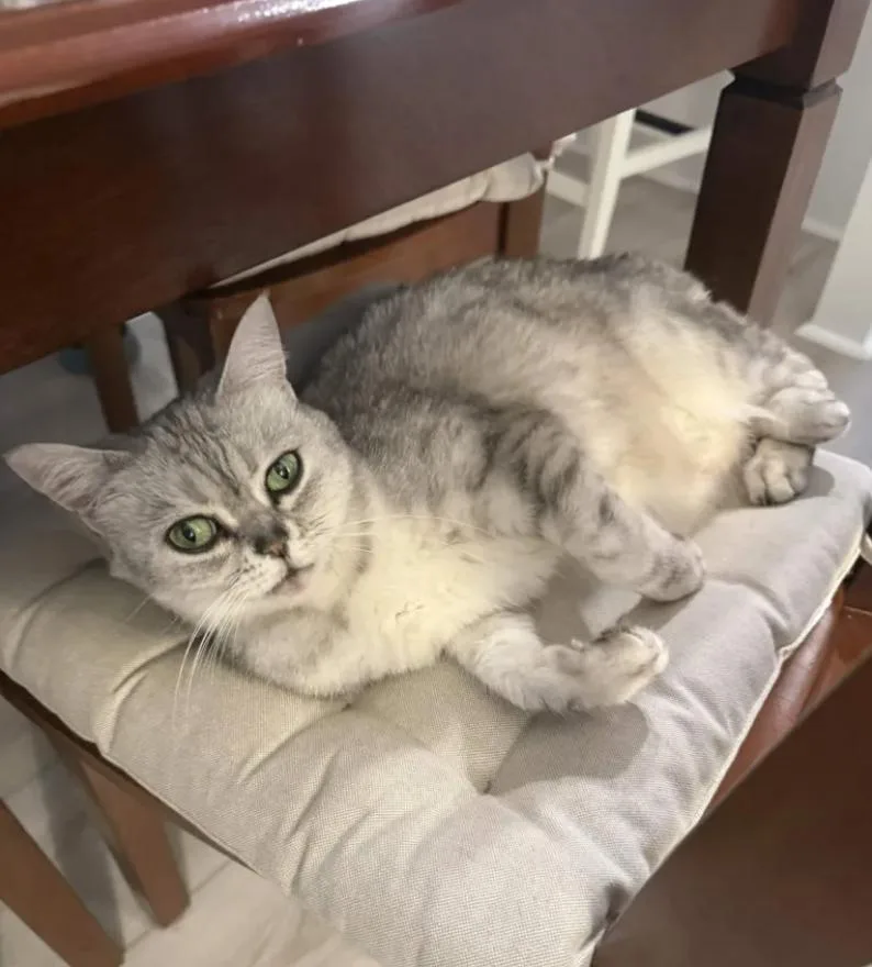 A senior medium-sized female Persian cat named Savannah for adoption in San Luis Obispo, CA