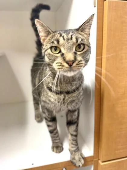 An adult medium-sized male Domestic Short Hair cat named Tainy for adoption in West Chester, PA