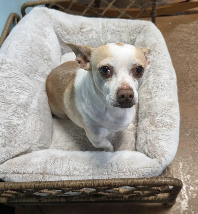 A senior small-sized female Chihuahua dog named Carolina for adoption in Lafayette, CA