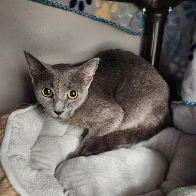 A young medium-sized female Domestic Short Hair cat named Amber for adoption in Kalamazoo, MI