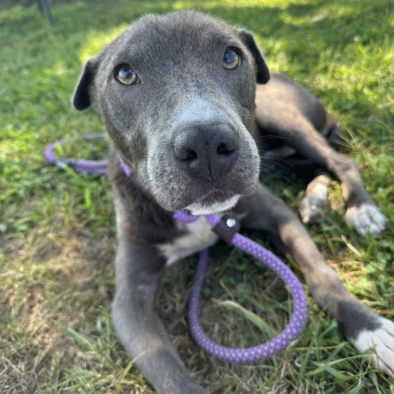 An adult medium-sized male Mixed Breed dog named Chester for adoption in Cape Girardeau, MO
