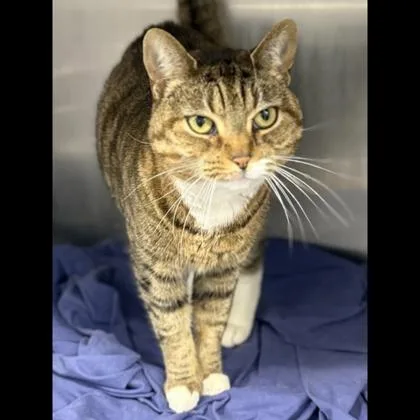 An adult medium-sized female Domestic Short Hair cat named Snowy for adoption in Fairfax, VA