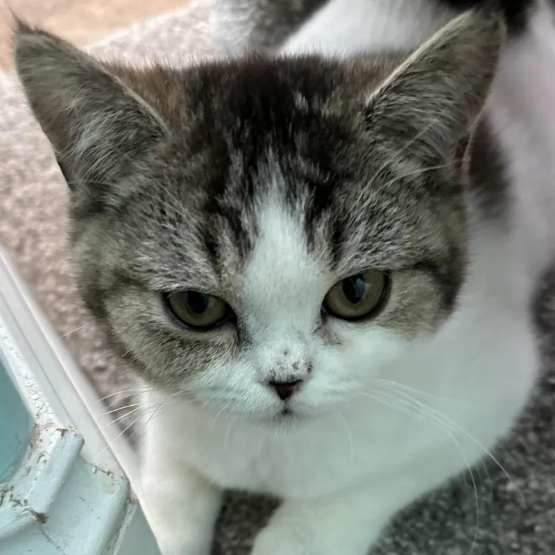 A baby small-sized female White Scottish Fold cat named Mugsy for adoption in Hinesville, GA