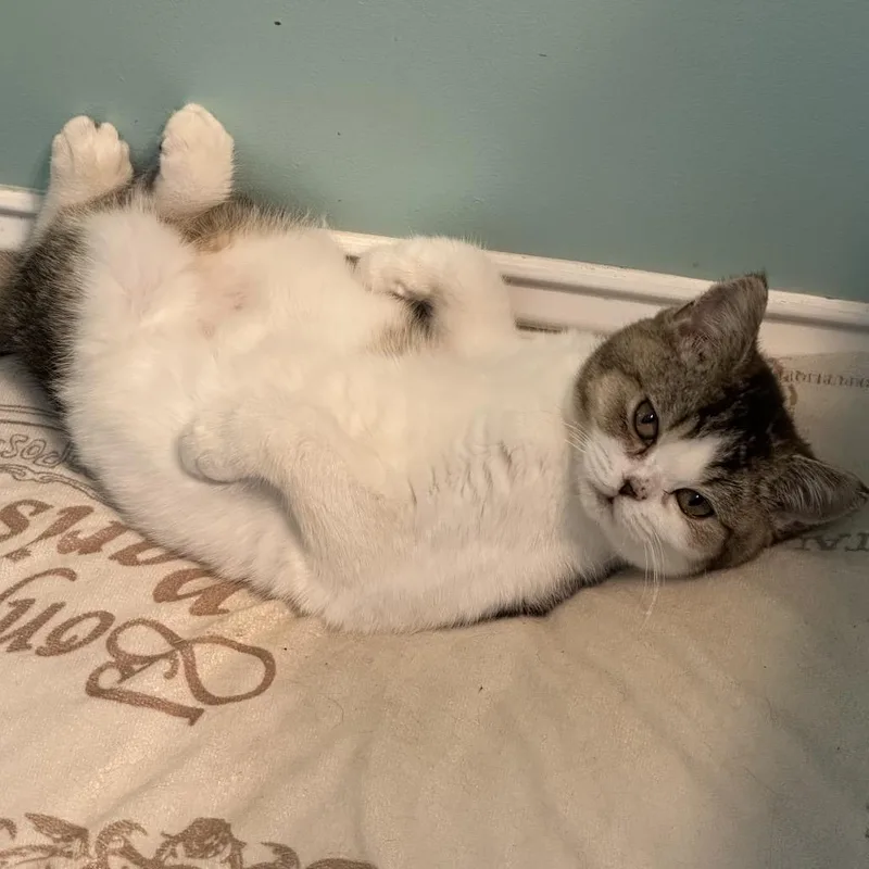 Mugsy thumbnail 3