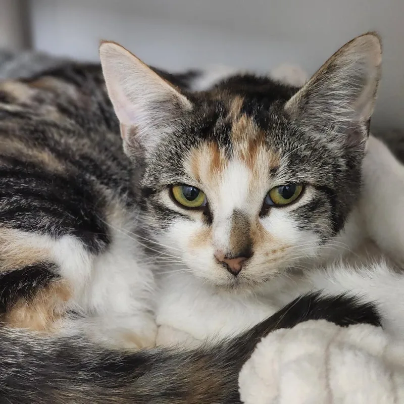 A young medium-sized female Orange / Red Domestic Short Hair cat named Jess for adoption in Columbus, NC