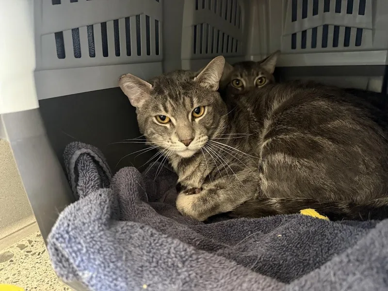 An adult medium-sized male Tabby (Brown / Chocolate) Domestic Short Hair cat named Don Nelson for adoption in Berkeley, CA