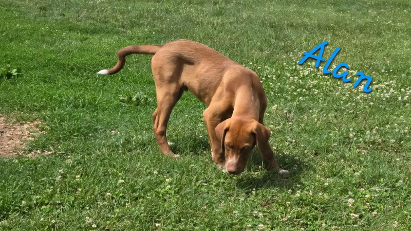 Alan