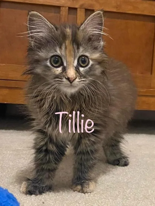 A young small-sized female Domestic Long Hair cat named Tillie for adoption in New Bern, NC