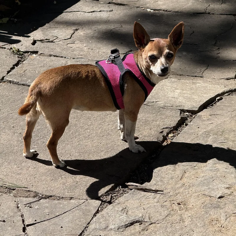 An adult small-sized female Chihuahua dog named Penny for adoption in Wingdale, NY