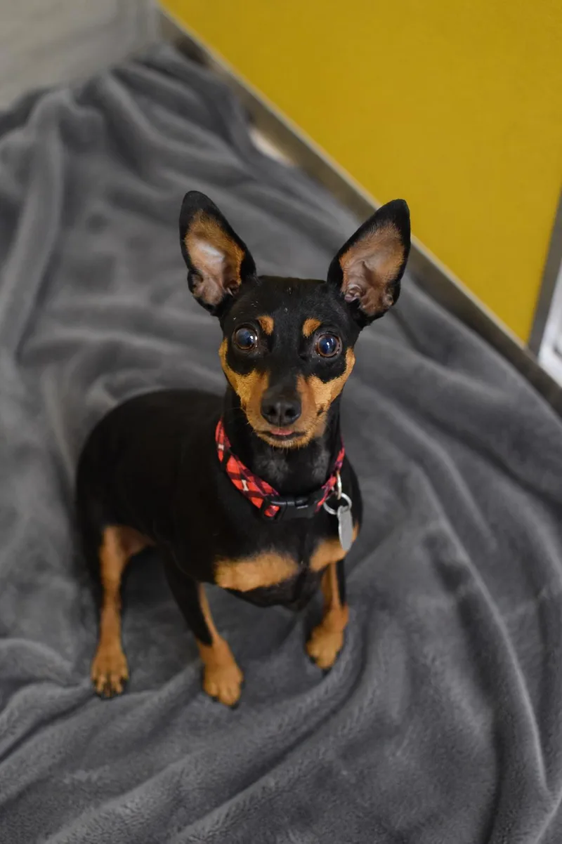 An adult small-sized female Black Miniature Pinscher dog named Sanza for adoption in Pontiac, MI