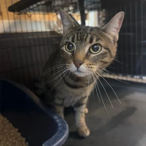 A senior small-sized female Brown / Chocolate Domestic Short Hair cat named Nia for adoption in Enterprise, AL