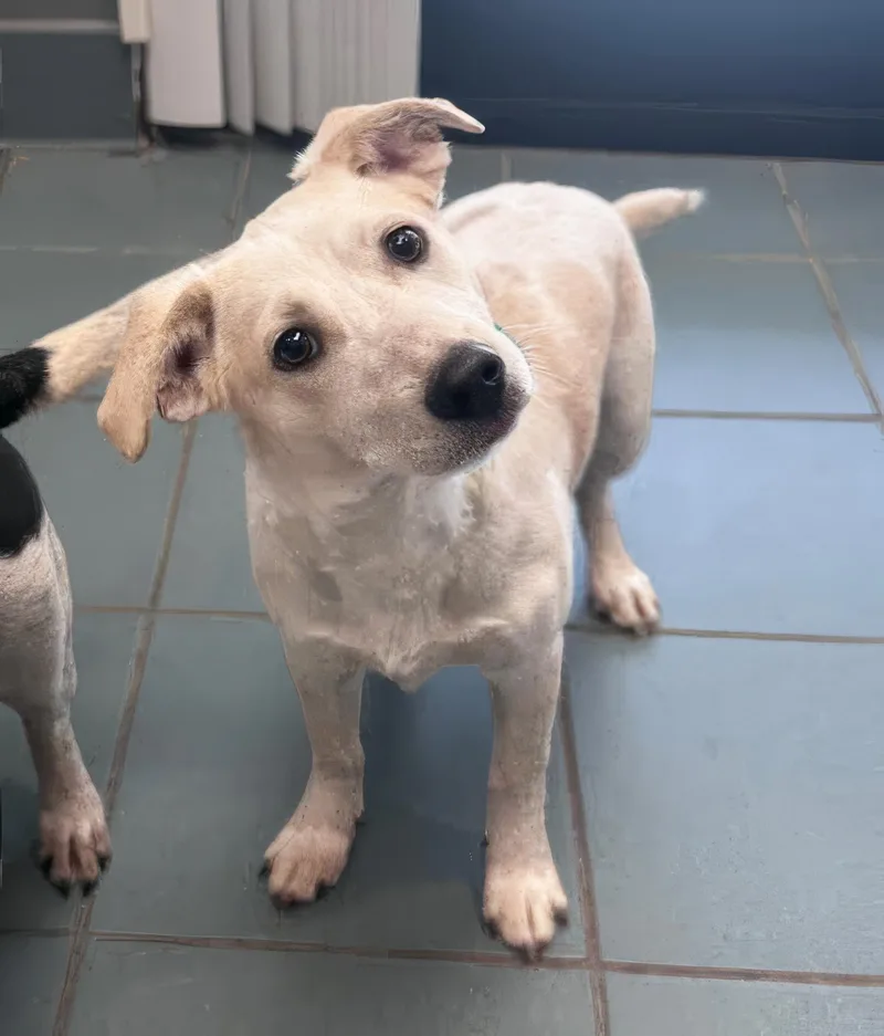 A young medium-sized male Yellow / Tan / Blond / Fawn Mixed Breed dog named Strudel for adoption in Nashville, TN