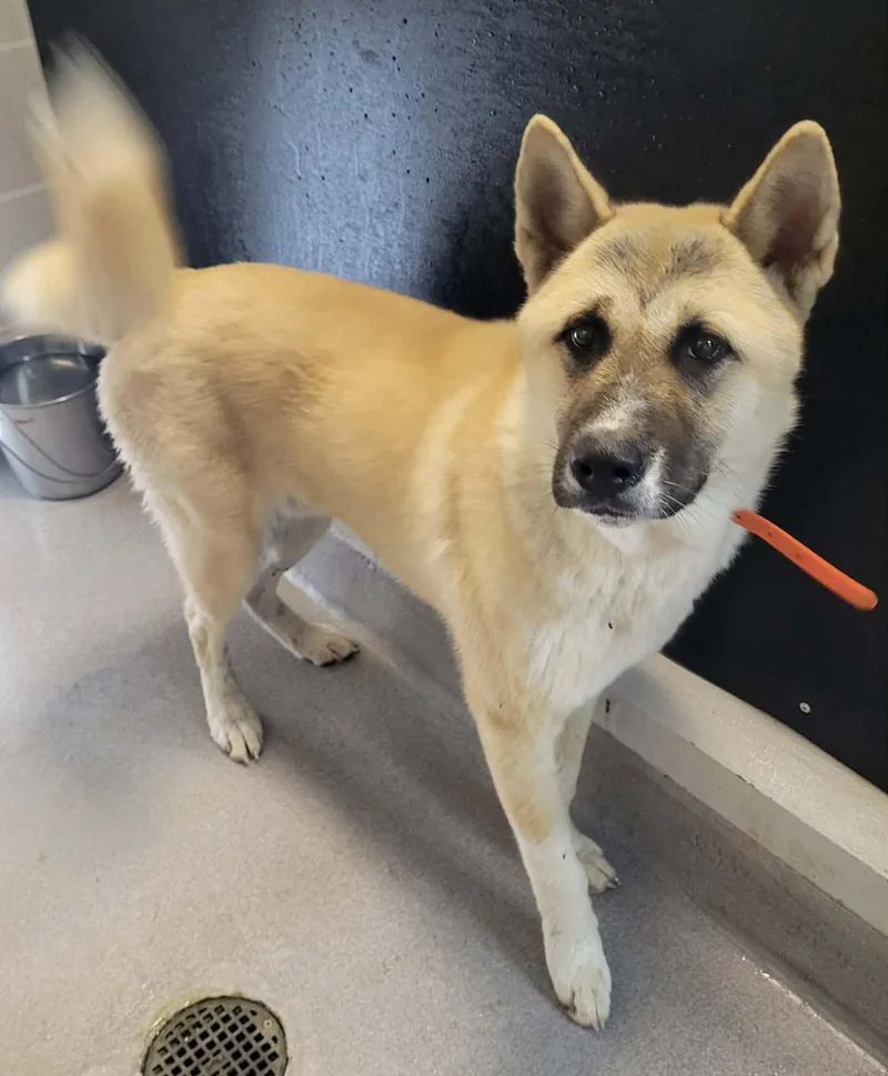 A young large-sized male Apricot / Beige Akita dog named Tango for adoption in LaPlace, LA