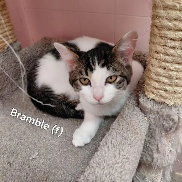 A young medium-sized female White Domestic Short Hair cat named Bramble for adoption in Libby, MT