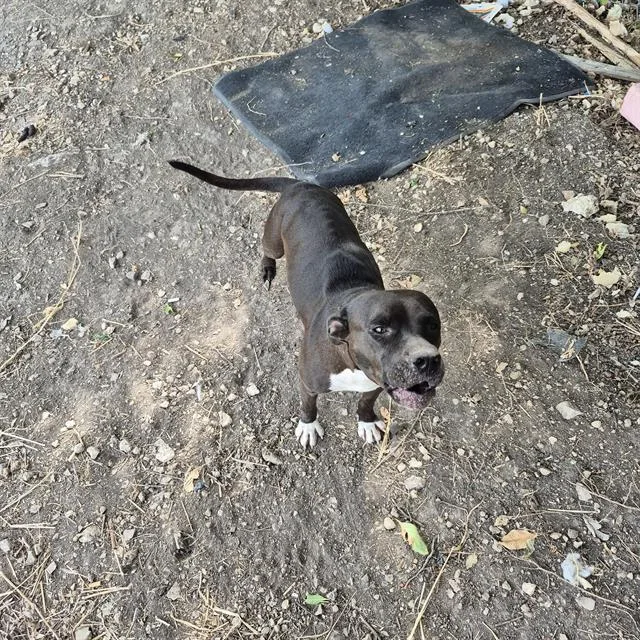 A young medium-sized female American Staffordshire Terrier dog named A for adoption in San Antonio, TX