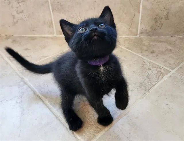 A baby small-sized female Domestic Short Hair cat named Portia for adoption in Colorado Springs, CO