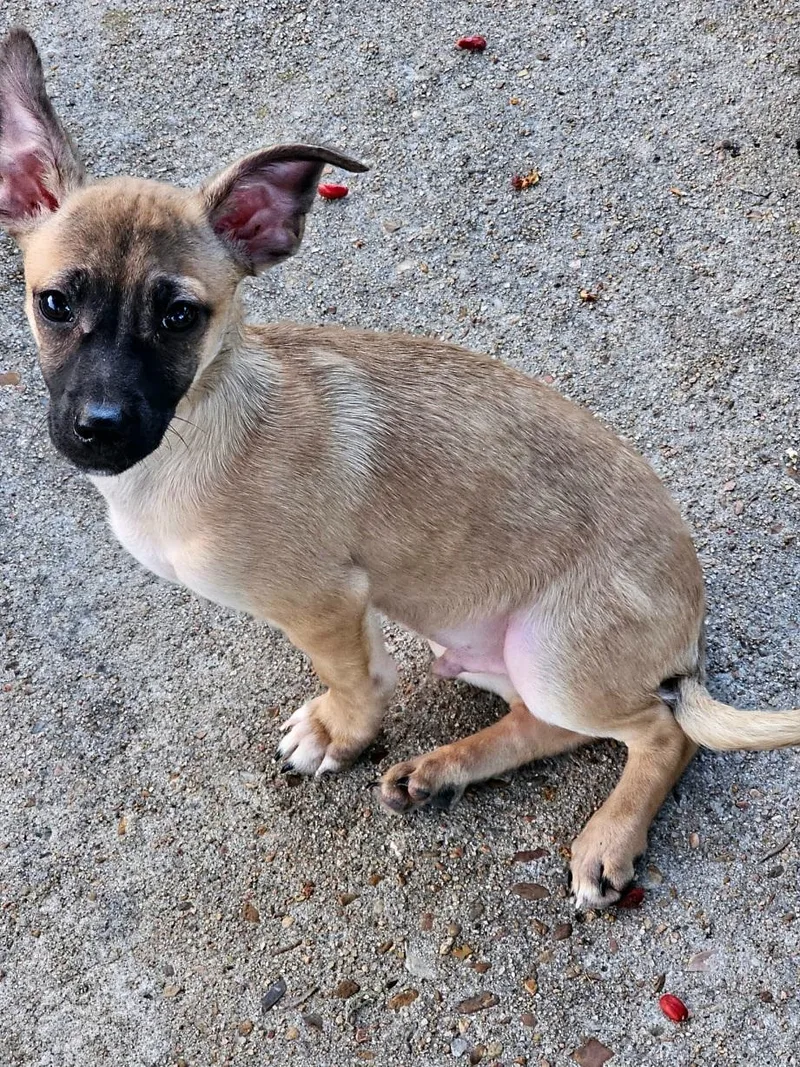 A baby small-sized male Brown / Chocolate Chihuahua dog named Louko BRT for adoption in Missouri City, TX