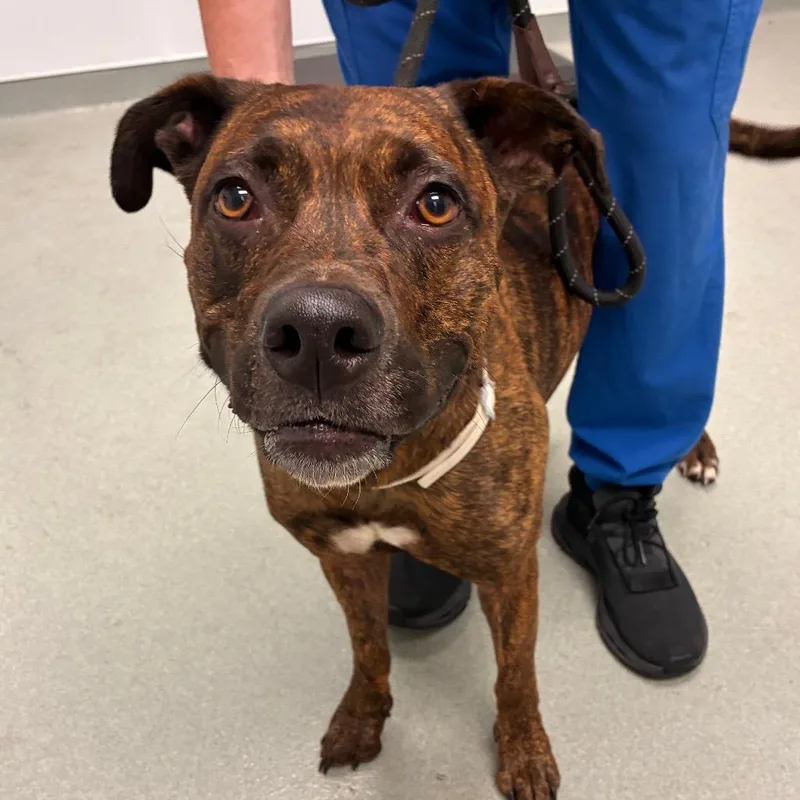 An adult medium-sized female Brown / Chocolate Terrier dog named Khaleesi for adoption in Abilene, TX