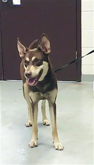 A young large-sized female Husky dog named Duretta for adoption in Fayetteville, NC