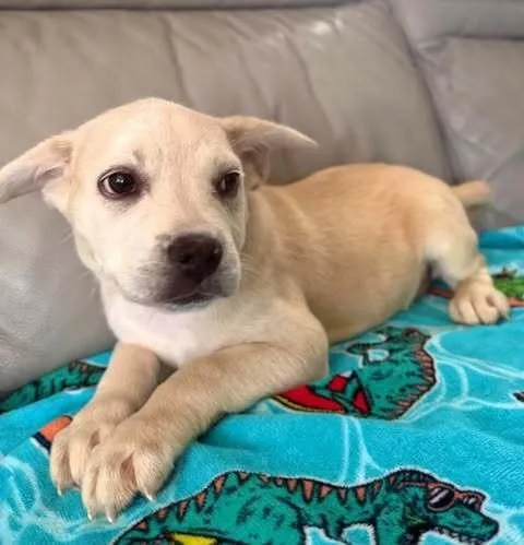 A baby small-sized female French Bulldog dog named Tilly for adoption in Commerce City, CO