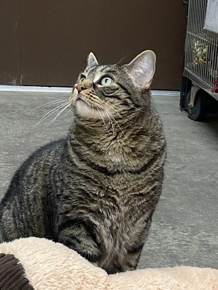 Smokey Grey thumbnail 3