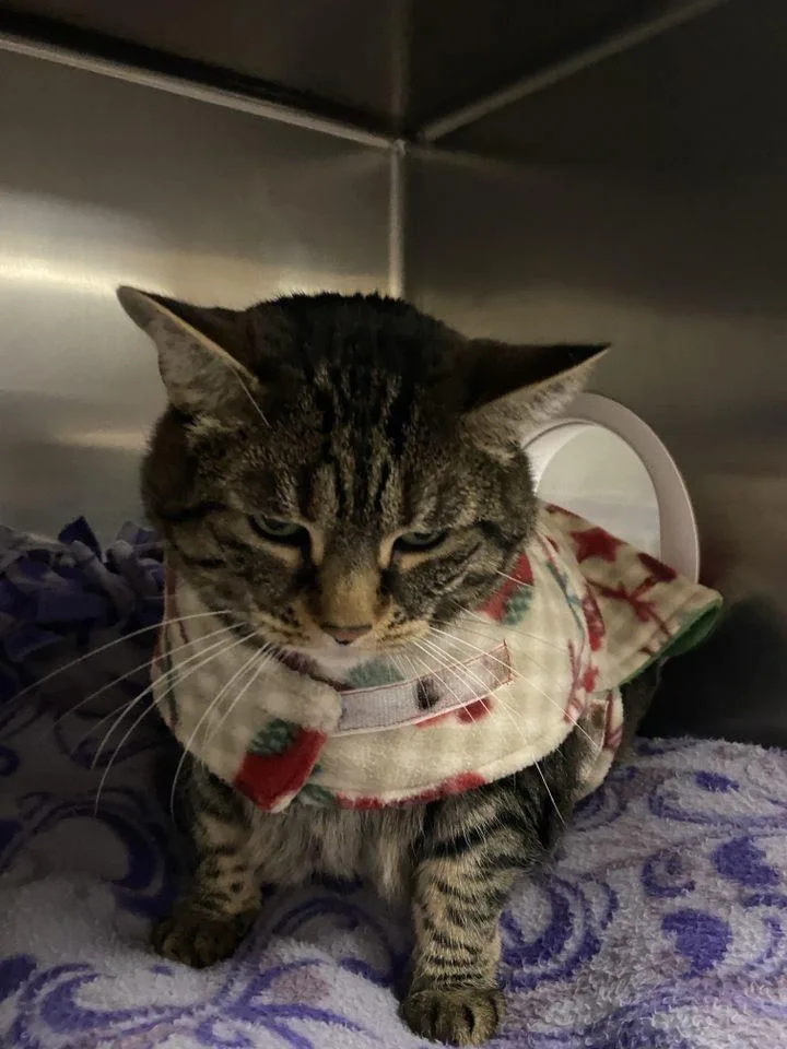 Smokey Grey thumbnail 4