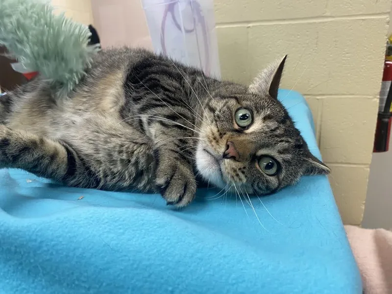 Smokey Grey thumbnail 5