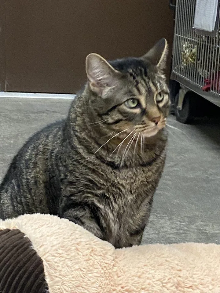 Smokey Grey thumbnail 6