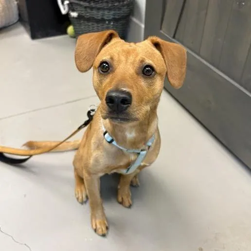 A young small-sized male Golden Terrier dog named Rooter for adoption in Freeport, FL