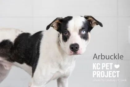 An adult large-sized male White / Cream Mixed Breed dog named Arbuckle for adoption in Kansas City, MO