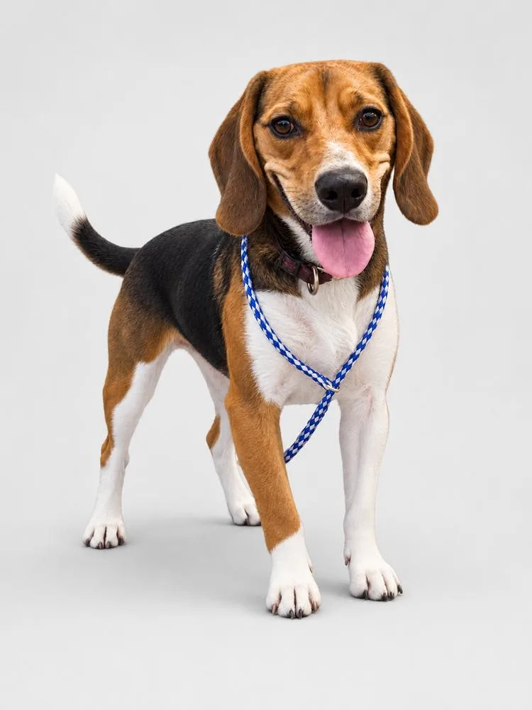 An adult medium-sized male Brown / Chocolate Beagle dog named Banjo for adoption in Chuckey, TN