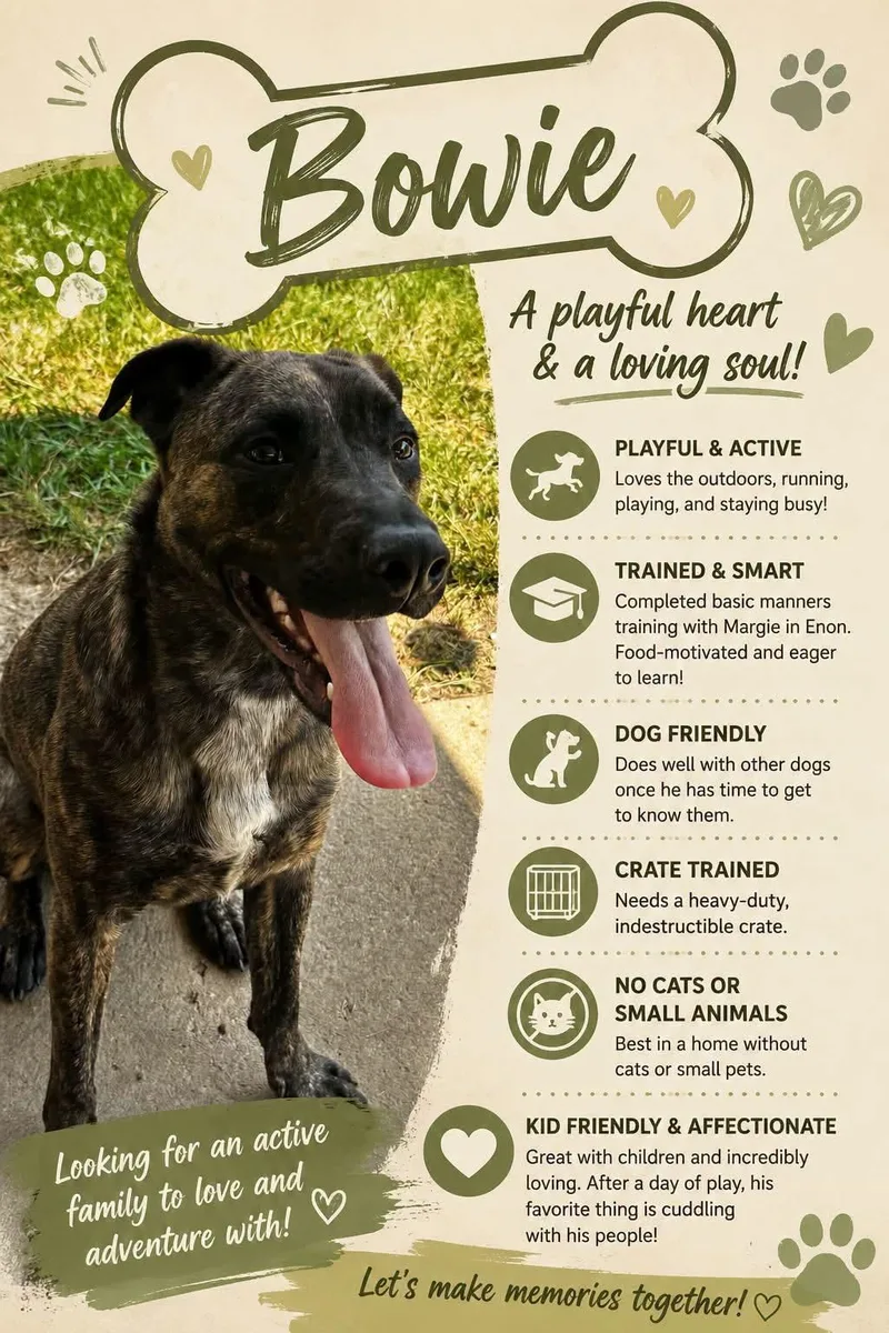 A young medium-sized male Mixed Breed dog named Bowie for adoption in SPRINGFIELD, OH