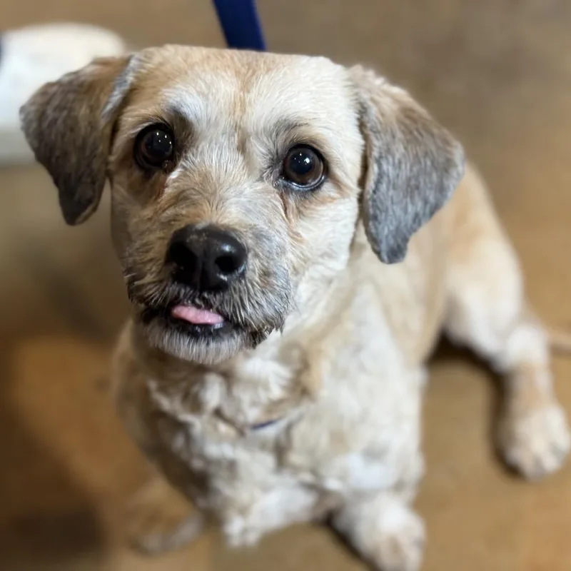 Matcha: A Little Fighter thumbnail 3