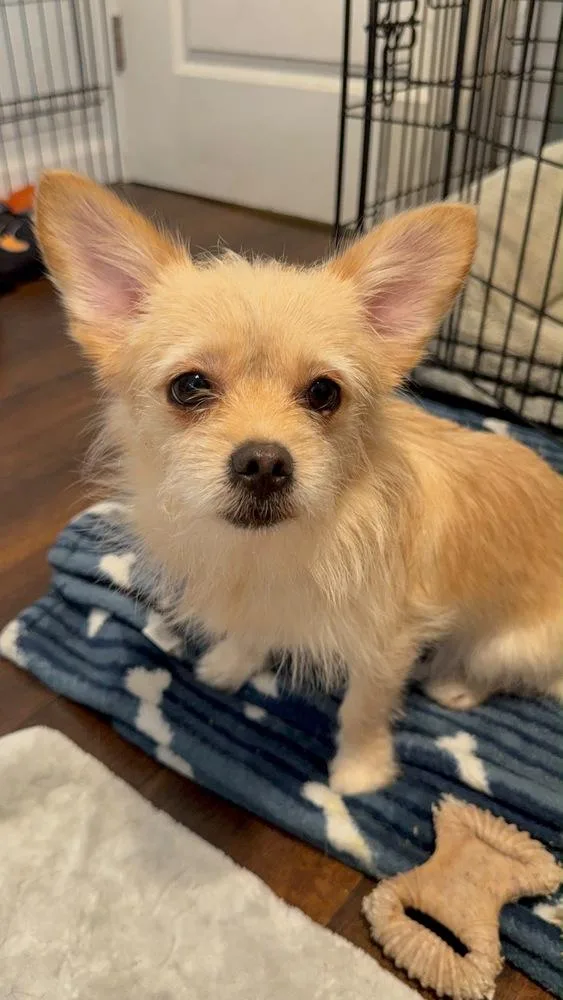 A young small-sized female Terrier dog named Tiffany for adoption in St. Petersburg, FL