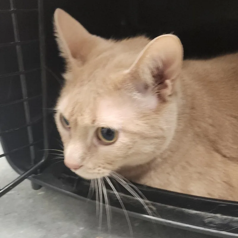 An adult extra large-sized male Orange / Red Domestic Short Hair cat named Chewy for adoption in Tampa, FL