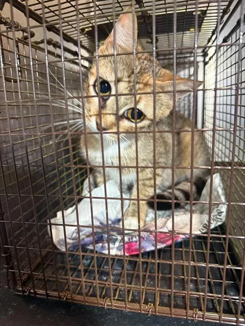 A young medium-sized female Domestic Short Hair cat named Eileen for adoption in San Antonio, TX